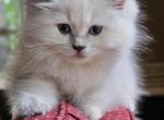 Lilac mink tortie - Ragdoll Kitten For Sale - 
