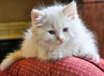 Flame point - Ragdoll Kitten For Sale - 