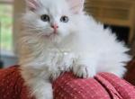Lilac mink bicolor - Ragdoll Kitten For Sale - 