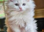 Lilac mink bicolor - Ragdoll Kitten For Sale - Farmville&comma; VA&comma; US