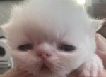 Priscilla and Boo Bear - Persian Kitten For Sale - Peoria&comma; AZ&comma; US
