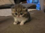 Dumpling litter - Exotic Kitten For Sale - 