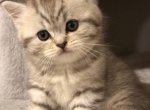 Alice - Scottish Straight Kitten For Sale - 