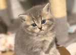 Smokey - Scottish Straight Kitten For Sale - 