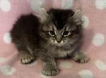 Highlander kity 3f - Highlander Kitten For Sale - Goshen&comma; AL&comma; US
