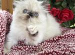Linden unique tortie point - Himalayan Kitten For Sale - Lakeland&comma; FL&comma; US