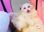 stella - Ragdoll Kitten For Sale - 