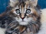 Rossa - Maine Coon Kitten For Sale - Jackson&comma; TN&comma; US