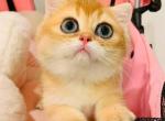 boya - British Shorthair Kitten For Sale - Irvine&comma; CA&comma; US