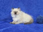 Navy - Himalayan Kitten For Sale - 