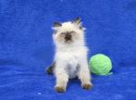 Green - Himalayan Kitten For Sale - 