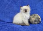 Brown - Himalayan Kitten For Sale - Bridgewater&comma; VA&comma; US