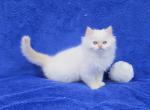 White - Himalayan Kitten For Sale - Bridgewater&comma; VA&comma; US