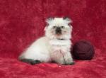 Maroon - Himalayan Kitten For Sale - Bridgewater&comma; VA&comma; US