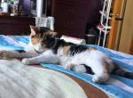 Clea - Domestic Cat For Adoption - Bronx&comma; NY&comma; US