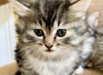 Fluffy Girl - Maine Coon Kitten For Sale - GA&comma; US