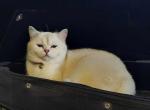 Jules - British Shorthair Cat For Sale - CO&comma; US