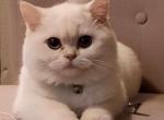 Snow Jax - British Shorthair Cat For Sale - 