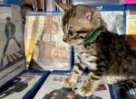 Draven - Bengal Kitten For Sale - Barberton&comma; OH&comma; US