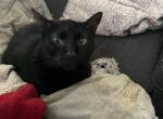 Lucifer - American Shorthair Cat For Adoption - Fort Collins&comma; CO&comma; US