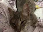 Perla - Domestic Kitten For Sale - Seagoville&comma; TX&comma; US