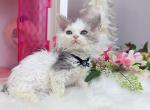 SK019 - Devon Rex Kitten For Sale - 