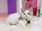 SK019 - Devon Rex Kitten For Sale - Los Angeles&comma; CA&comma; US