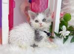 SK019 - Selkirk Rex Kitten For Sale