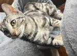 Iris - Bengal Cat For Sale - Erie&comma; PA&comma; US