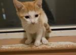Kenny - Domestic Kitten For Sale - 