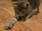 Benny - Domestic Kitten For Sale - 