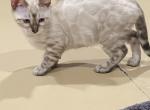 Lynx female - Bengal Kitten For Sale - Jersey City&comma; NJ&comma; US