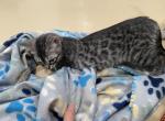 Female bengal - Bengal Kitten For Sale - Jersey City&comma; NJ&comma; US