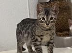 Bengal silver charcoal - Bengal Kitten For Sale - Jersey City&comma; NJ&comma; US