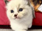 Mohave unique rags - Ragdoll Kitten For Sale - Mohave Valley&comma; AZ&comma; US