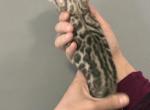 Mayo first boy - Bengal Kitten For Sale - Jersey City&comma; NJ&comma; US