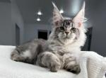 Linar - Maine Coon Kitten For Sale - Hollywood&comma; FL&comma; US