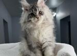 Louis - Maine Coon Kitten For Sale - Hollywood&comma; FL&comma; US