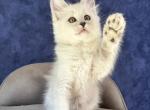 Zabawa - Maine Coon Kitten For Sale - Hollywood&comma; FL&comma; US