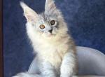 Valsar - Maine Coon Kitten For Sale - Hollywood&comma; FL&comma; US
