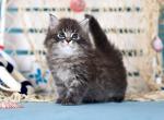 Felix - Siberian Kitten For Sale - Pembroke Pines&comma; FL&comma; US