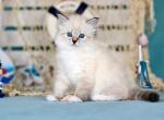 Fantasy - Siberian Kitten For Sale - Pembroke Pines&comma; FL&comma; US