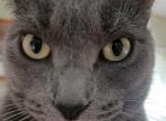 Bianca - Domestic Cat For Adoption - Apopka&comma; FL&comma; US