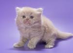 Alisa - British Shorthair Kitten For Sale - Norwalk&comma; CT&comma; US