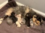 CFA Registered Persian kittens - Persian Kitten For Sale - Conyers&comma; GA&comma; US