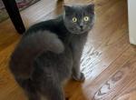 Gabi's Kittens - Scottish Fold Kitten For Sale - 