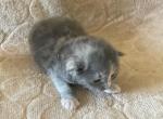 Athena - Maine Coon Kitten For Sale - WI&comma; US