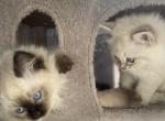 Siberian Kittens - Siberian Kitten For Sale - Newbury&comma; MA&comma; US