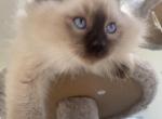 Larkin Siberian Male - Siberian Kitten For Sale - Newbury&comma; MA&comma; US