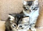 Fluffy Boy - Maine Coon Kitten For Sale - GA&comma; US